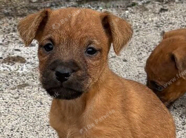 Lakeland terriers