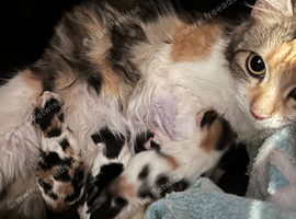 Two kittens ready to go