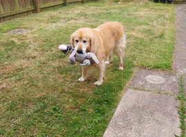 LOOKING FOR HIS FOREVER (Retirement) HOME