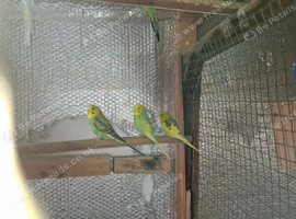 Beautiful & Healthy Budgies for Sale