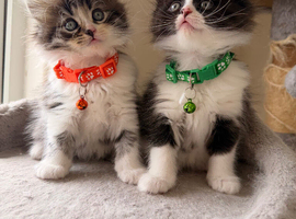 Ragdollx Turkish Angora last three kittens for Sale