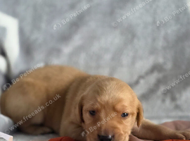 Kc registered labrador puppies