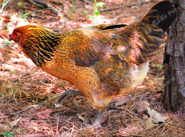 Easter Egger Chicken Hens