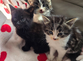 Stunning Kittens for Reservation/Sale