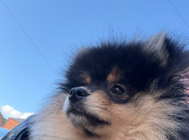 15 week old Pomeranian for sale