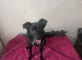Female 10.5 months Jack and ChoCho mixbreed