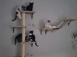 Lovely Mixed Breed Kittens