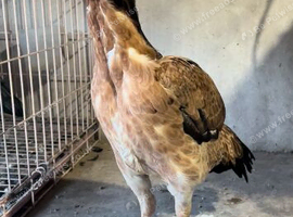 Pure mianwali hen for sale