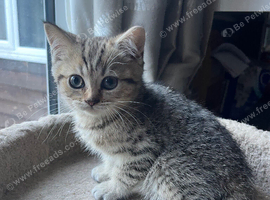 Gorgeous British shorthair male kitten