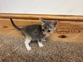 Kittens available ready to go now