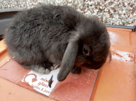 8 weeks old lops bunny rabbit looking for a new home