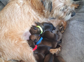 Kc Border Terrier puppies for sale