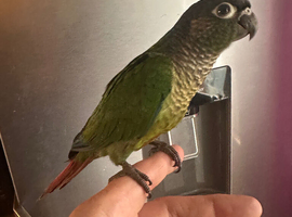 Hand Reared Green Cheeked Conures