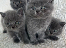 British Shorthair Kitten