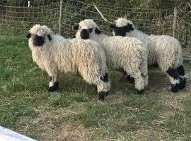 VALAIS WETHER LAMBS