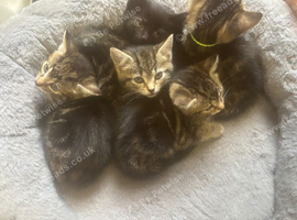 1 tabby girs 1 tabby boy and 1 all black boy