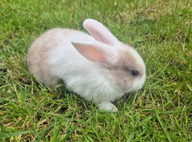 2 babies bunnies left