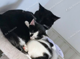 9 weeks old female kitten