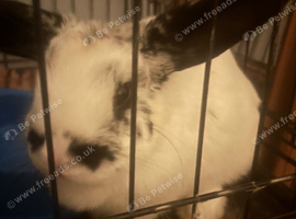 Mini lop