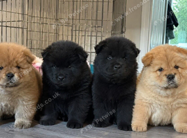 Chow chow puppies for sale.