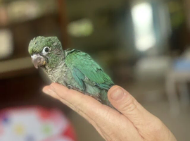 Baby mutation green cheeked conure