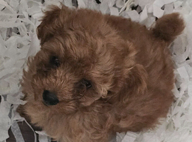 F1b TOY CAVAPOO PUPPIES