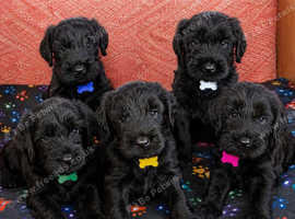 KC Giant schnauzer puppy's