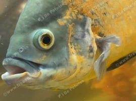 Big Ocar (8 inches) Looking for new waters