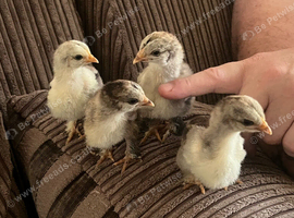 Brahma silver laced chicks for sale