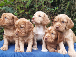 Cocker Spaniel Puppies Top Quality!