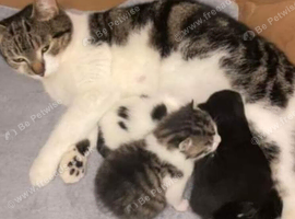 Kittens