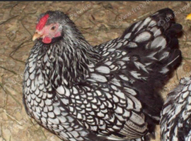 Silver laced wyandotte bantams