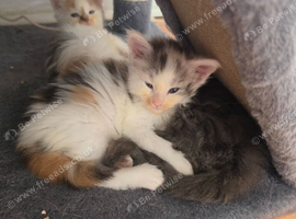 TICA REGISTERED STUNNING KITTENS