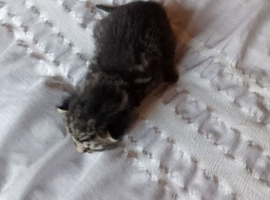 2 beautiful we kittens 2weeks old for sale