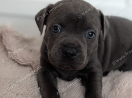 Merle Staffordshire bull terrier puppies