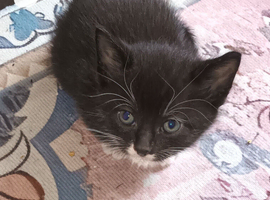 6 adorable kittens ready in 4 weeks