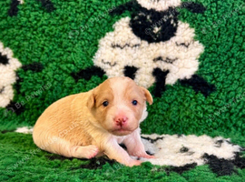 7 gorgeous Border Collie puppies looking for their forever loving homes!