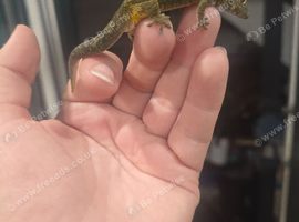 Breeding chameleon gecko.