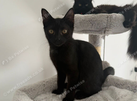 Tabby x Bombay male 3months