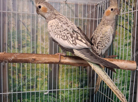 Lovely cockatiels avairy birds
