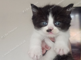 British shorthair Cross kittens