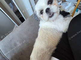 Gorgeous female shihztu
