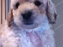 Gorgeous Maltipoo x Cockapoo Puppies