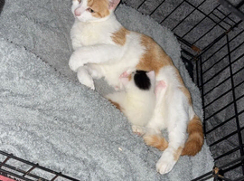 Female white with mixed colour female