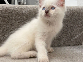 1 male ragdoll ready now!!