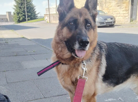 Texas the Germanshepherd