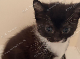 Kitten for sale