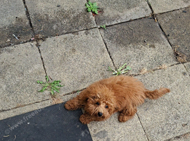 Red Toy Poodle for Sale Beautiful 6-month-old male red toy poodle looking for a loving and caring new home. He is friendly, playful and full of energy