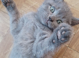 British short hair kittens
