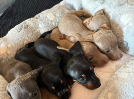 Miniature dachshund